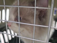 -心仪动物医院·牙专科·肿瘤·心脏科(西客站院)