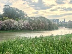 -广东花都湖国家湿地公园