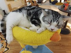 -COLOR PETS 撸猫馆·购猫·猫咖(长风大悦城店)