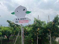 -老袁家蜜桃农场·阳山水蜜桃