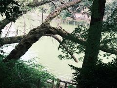 -井之头恩赐公园