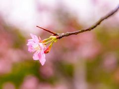 -聚龙山公园