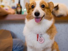 -有猫主题·治愈系猫咖(曾厝垵店)