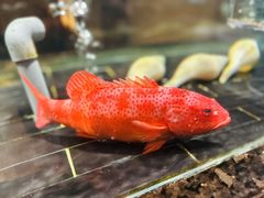 -许家菜(望江店)