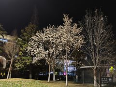 -泉城广场