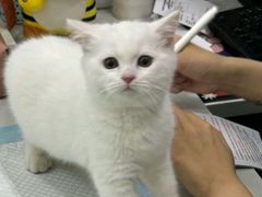 -pd派德宠物中心医院24H急重症·眼科中心·血液透析中心(嵩山北路店)