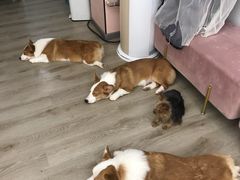 -浣熊柯尔鸭土拨鼠·电玩咖