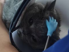 -博特宠物医院24h犬猫全科.骨科·异宠