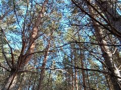 -塞罕坝国家级自然保护区