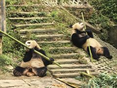 -中国大熊猫保护研究中心雅安碧峰峡基地