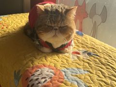 -佑安动物医院·全科·内窥镜中心(幸福巷店)