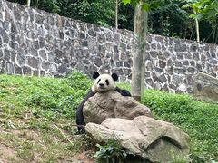-都江堰中华大熊猫苑