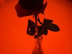 -毛辣果·酸(OHA复兴西路店)