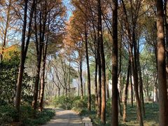 -宝界山林公园