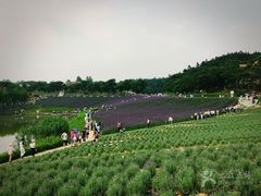 -大塘金香草谷