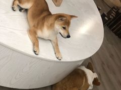-浣熊柯尔鸭土拨鼠·电玩咖