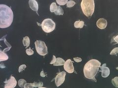 -太平洋海底世界