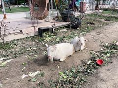 -小鱼草莓采摘园农家乐·小鱼餐厅