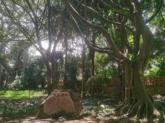 -瑞丽独树成林风景区