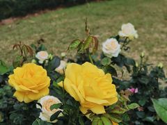 -人民公园(罗湖区)