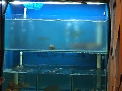水产区-梵料理