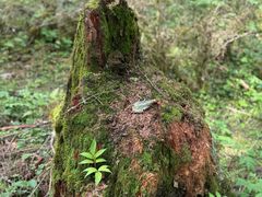 -硗碛藏寨·神木垒景区