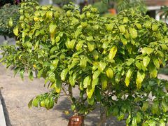 -鼓浪屿钢琴博物馆