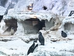 -帝企鹅自助餐厅•儿童岛•真企鹅(长隆企鹅酒店)