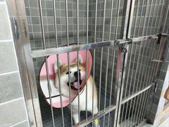 -谐和贝康宠物医院24小时·宠保定点(急重症转诊中心)