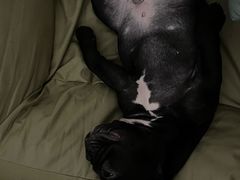 -瑞派申生动物医院·24H夜诊·国际动物医疗中心·骨外科(吴中路店)