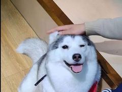 -Husky Go! 哈士奇体验馆·宠物咖啡厅狗咖