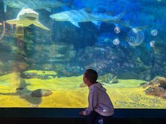 -烟台海昌鲸鲨海洋公园