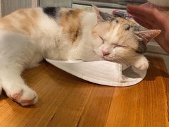 -猫小院猫主题餐厅(三里屯店)