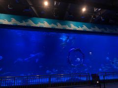 -烟台海昌鲸鲨海洋公园