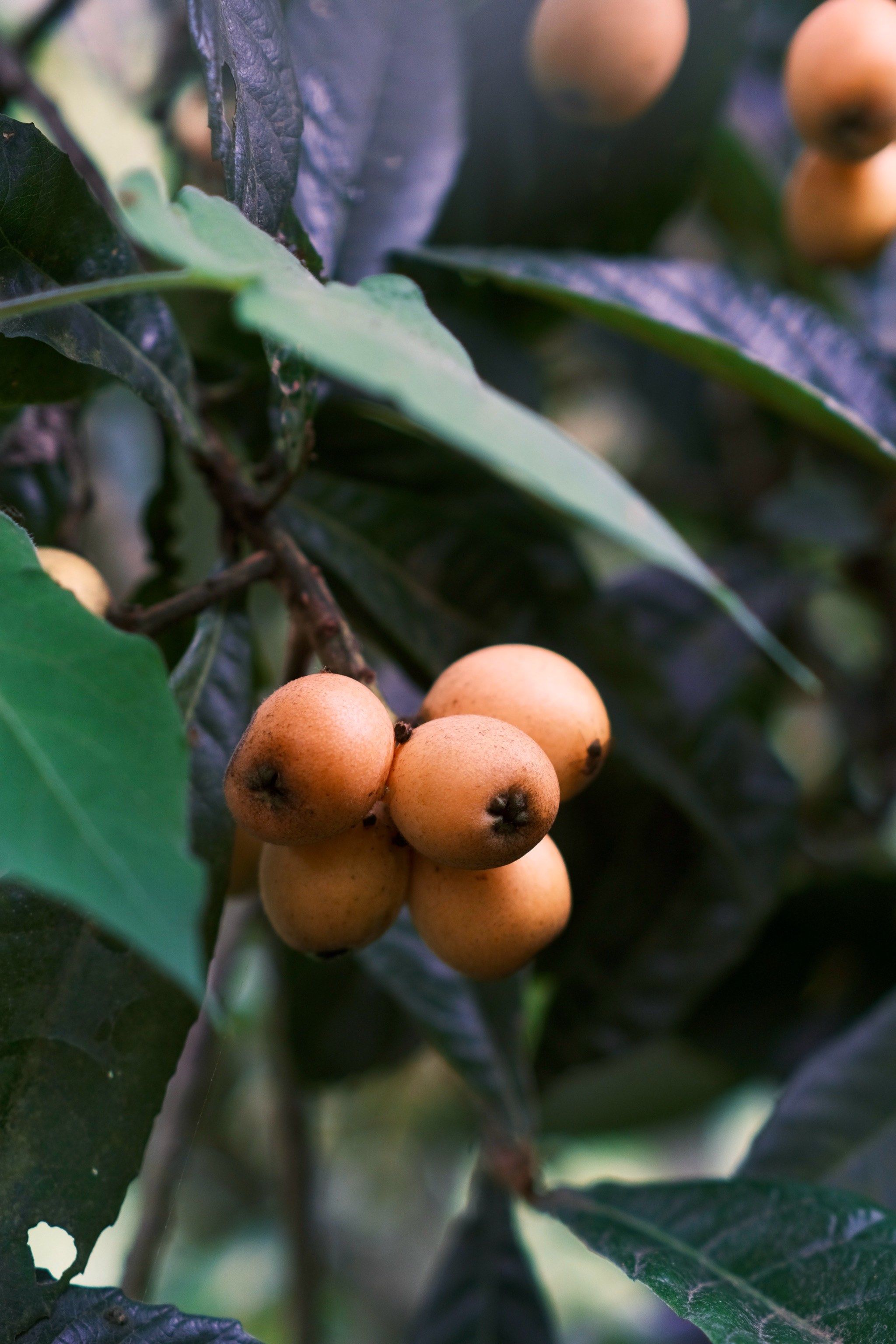 我的摄影日志61566|枇杷