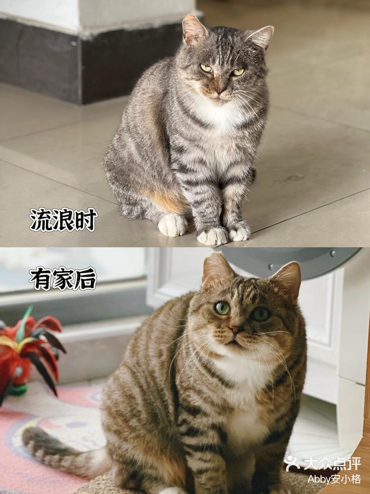 土猫的品种图片