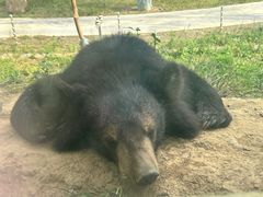 -五龙山野生动物王国