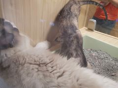 -屋虎猫馆(宝安大仟里店)