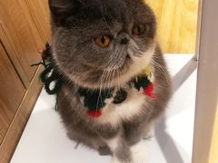 -啵啵喵·猫咖(攀华国际店)