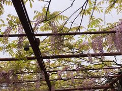 -嘉定紫藤园