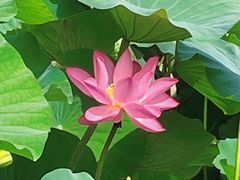 -西青郊野公园