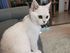 -lincat·猫舍(广州店)