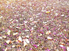 -松山湖梦幻百花洲