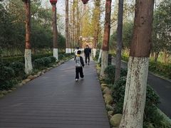 -合肥滨湖国家森林公园