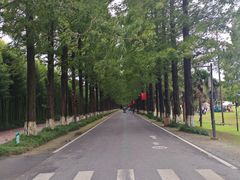 -黄海国家森林公园