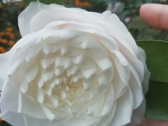 -金花茶公园