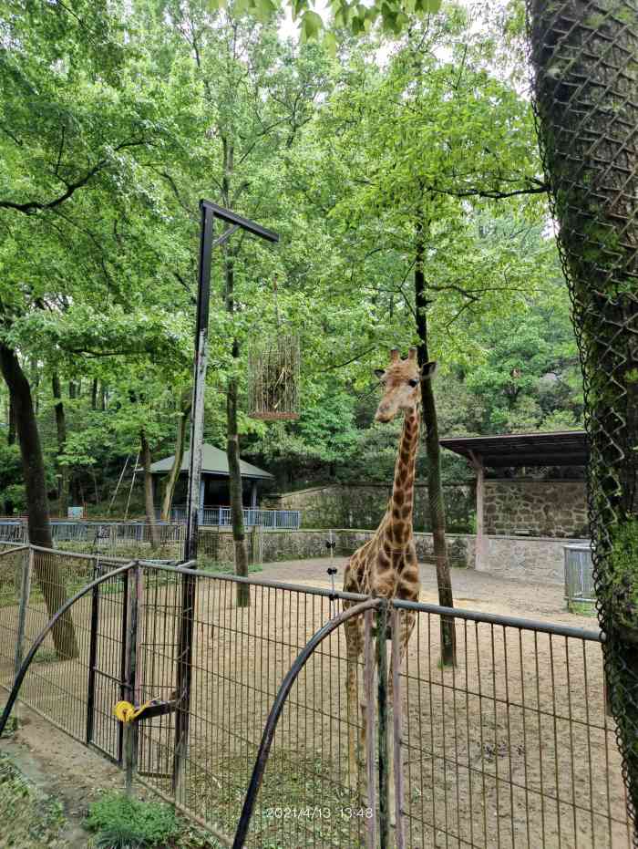 處在西湖景區裡的杭州動物園天氣不錯值得出遊據說是個老動物園了去的