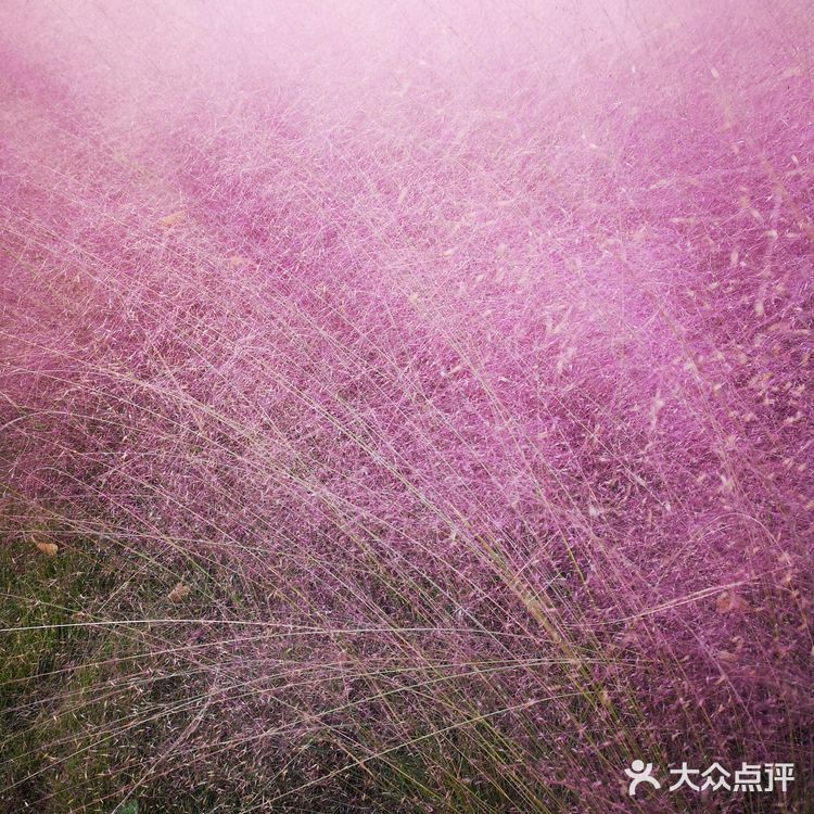 粉黛乱子草