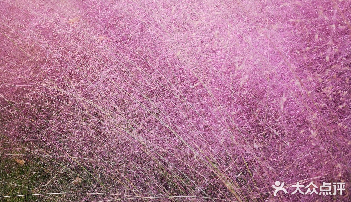 粉黛乱子草
