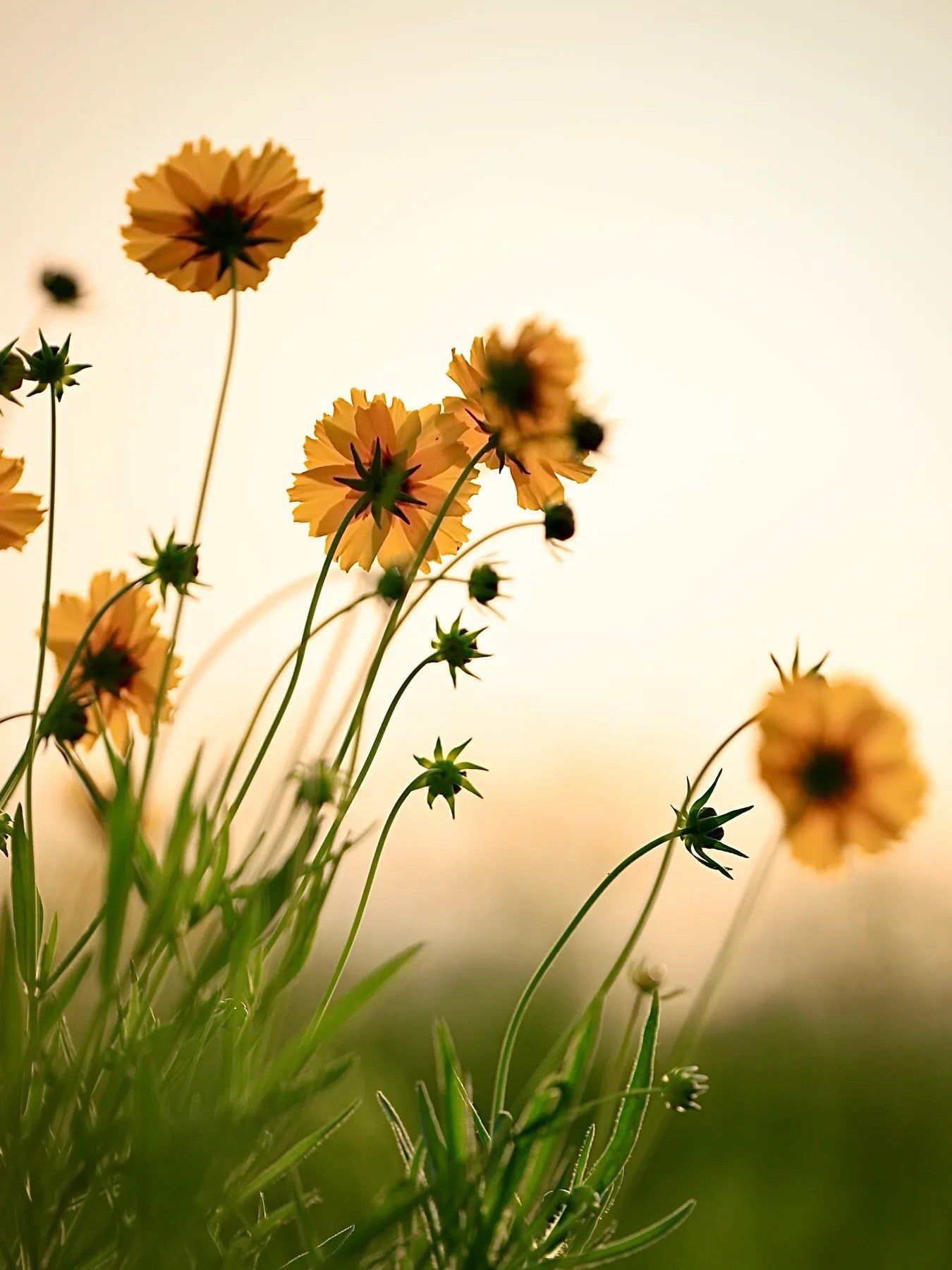 夕阳下 金黄色的小黄花